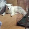 2-year-old Samoyed female $200