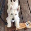 Looking for a home AKC Scottish terrier