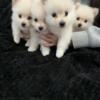 Friendly Pomeranian Puppies For Rehoming.