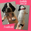 AKC/UKC Bluetick Hounds available