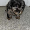 Maltipoo