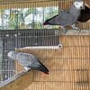 African grey pair