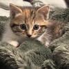 Reduced CALICO  RAGDOLL MIX KITTEN