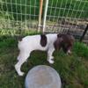 AKC German short-haired pointers