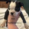 Boston terriers puppies