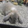Holland lop doe