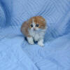 Purebred red bicolor Highland Fold boy
