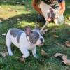 Male French Bulldog puppies - blue piebald