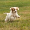 Cockapoo male puppies in Indiana