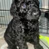 Goldendoodle puppies