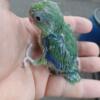 Baby parrolets for sale