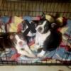 Boston Terrier Puppies