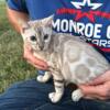 Silver Snow Mink Rosetted kitten TICA Iowa