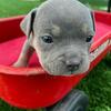 Bel Air Bullies | ABKC Certified Puppies | Champion Bloodline | Beverly Hills