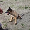 AKC Belgian Tervuren Puppies-Born 2-16-24