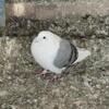 Pigeons Saddle Homers