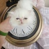 Purebred Persian Kittens, 1 solid white, and 1 Tuxedo black & white show quality, & 1 blue & white M