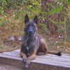 Belgian Malinois Studs