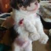 Tiny toy poodle female