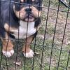 Black Tri Micro Bully Available