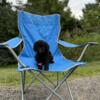 Very sweet black female mini goldendoodle puppy