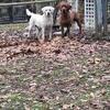AKC English Labs