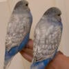 Entire Flock of English Budgies - 25