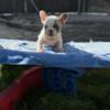 9 week old Quality French Bulldogs AKC reg