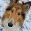 Rough Collie Rehoming