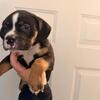 Female American Bully