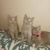 British Shorthair kittens