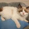 Older, PURE RAGDOLL KITTEN for sale 15 weeks old