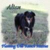 Altan ~ Small Mini Australian Shepherd Male