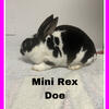 Mini      rex       Rabbits