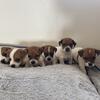 Jack Russell Puppies! Short legs.. smooth coat