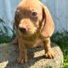 CKC Mini Female Dachshund