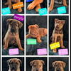 Belgian malenoi x husky mixes need homes asap