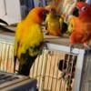 beautiful young sun conures