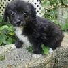 Yorkiepoo / Maltese mix 3 males