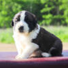 Saint Bernard Purebred Puppies