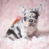 Beautiful French Bulldog puppies for sale