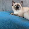 Siamese kittens
