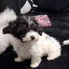 MaltiPoo