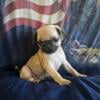 Sweet Male pug puppy $600