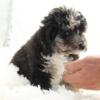 CISCO MERLE CARRIES DILUTE & PHANTOM Toy/mini poodle Ready now