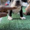 Micro bully puppies 800 dollars