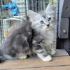 Beautiful Poly Long Hair Munchkin/Ragdoll