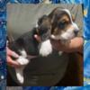 Bassethounds pups for sale.