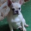 French bulldog female