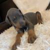 Adorable AKC registered Doberman Pincher Puppies